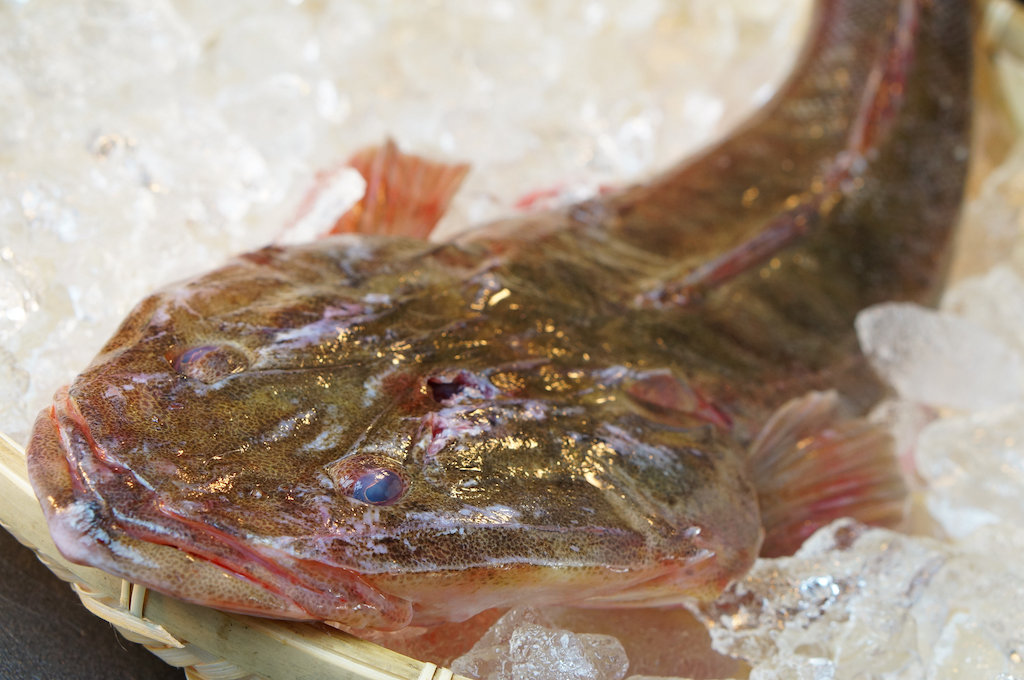 コチ 亀尾鮮魚店