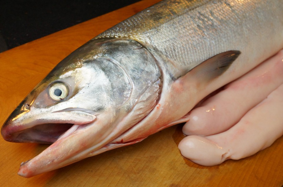 大樹産 秋鮭 オス | 亀尾鮮魚店