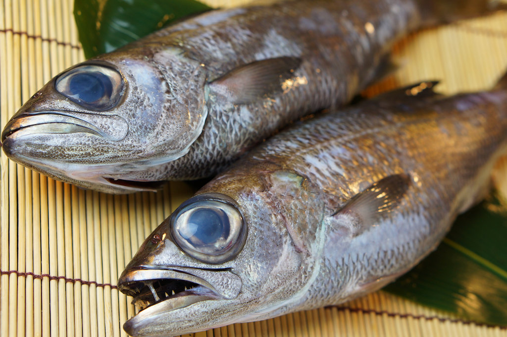 黒ムツ 亀尾鮮魚店